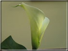 foto Fiori